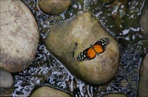 ©2013-08-31 Jardin des Papillons Grevenmacher_29