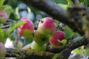 ©2013-08 Iss Dich gesund