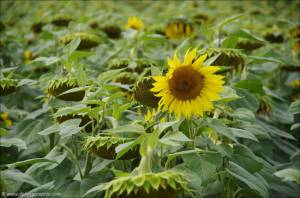 ©Kopf hoch. Weiter laufen.