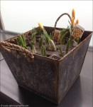 ©Frühlingsanfang_9