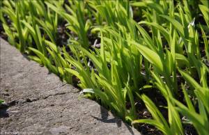 ©Sie wachsen wieder!