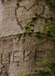 ©Stark wie ein Baum